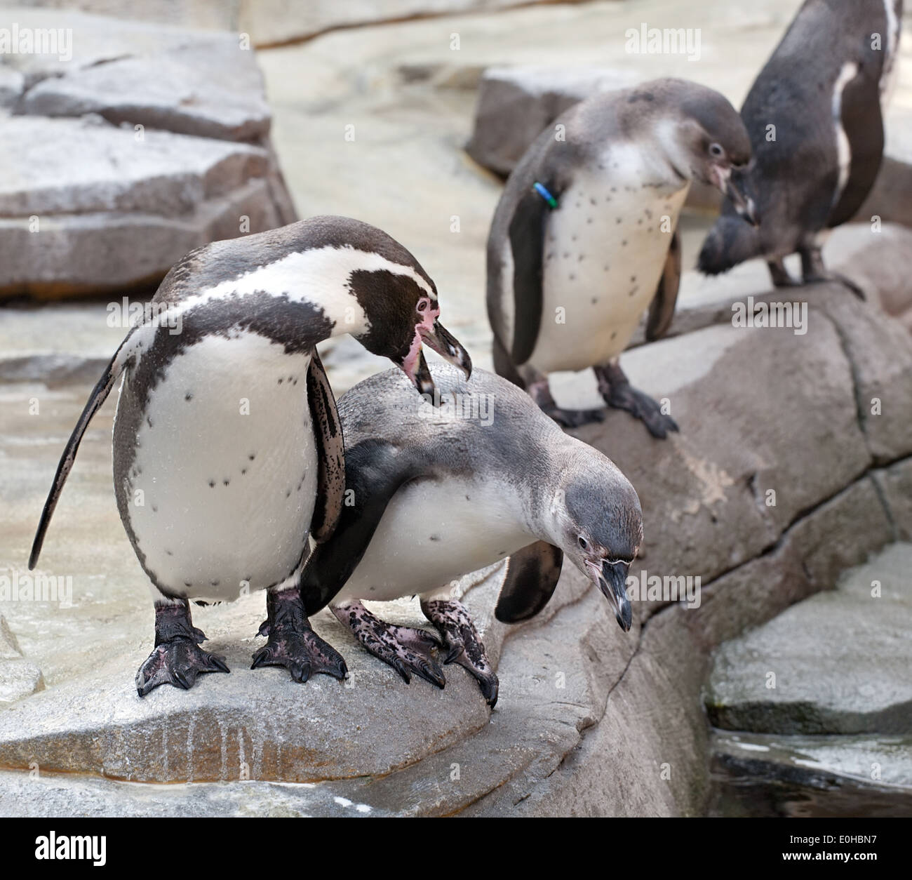 Les petits pingouins en noir et blanc avec un bec rose en gros plan le zoo Banque D'Images