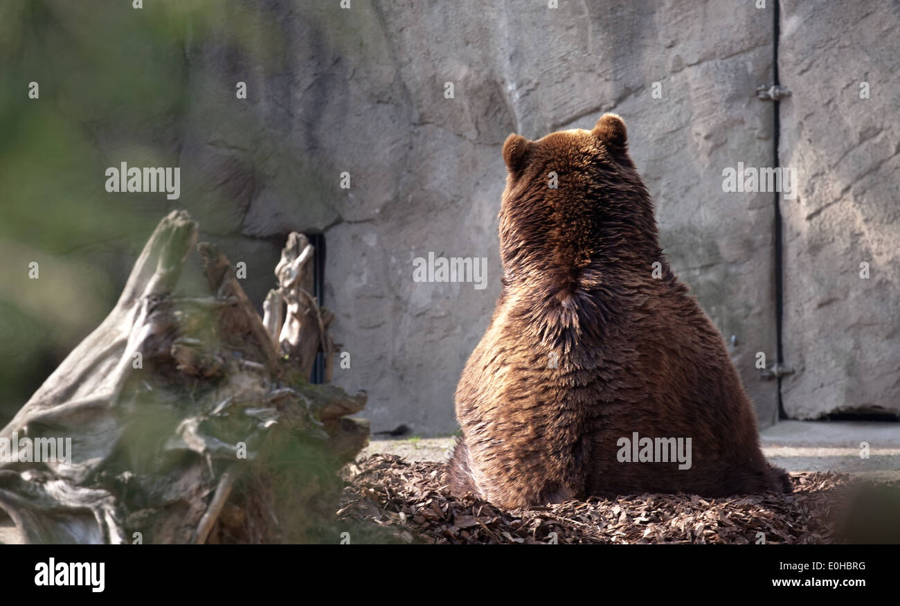 Gros ours brun assis vue arrière sur l'arrière-plan du zoo Banque D'Images