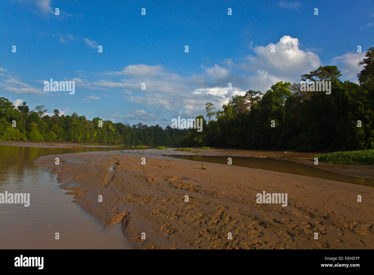 La RIVIÈRE KINABATANGAN Wildlife Sanctuary est le foyer de nombreuses espèces sauvages - SABAH Bornéo Banque D'Images