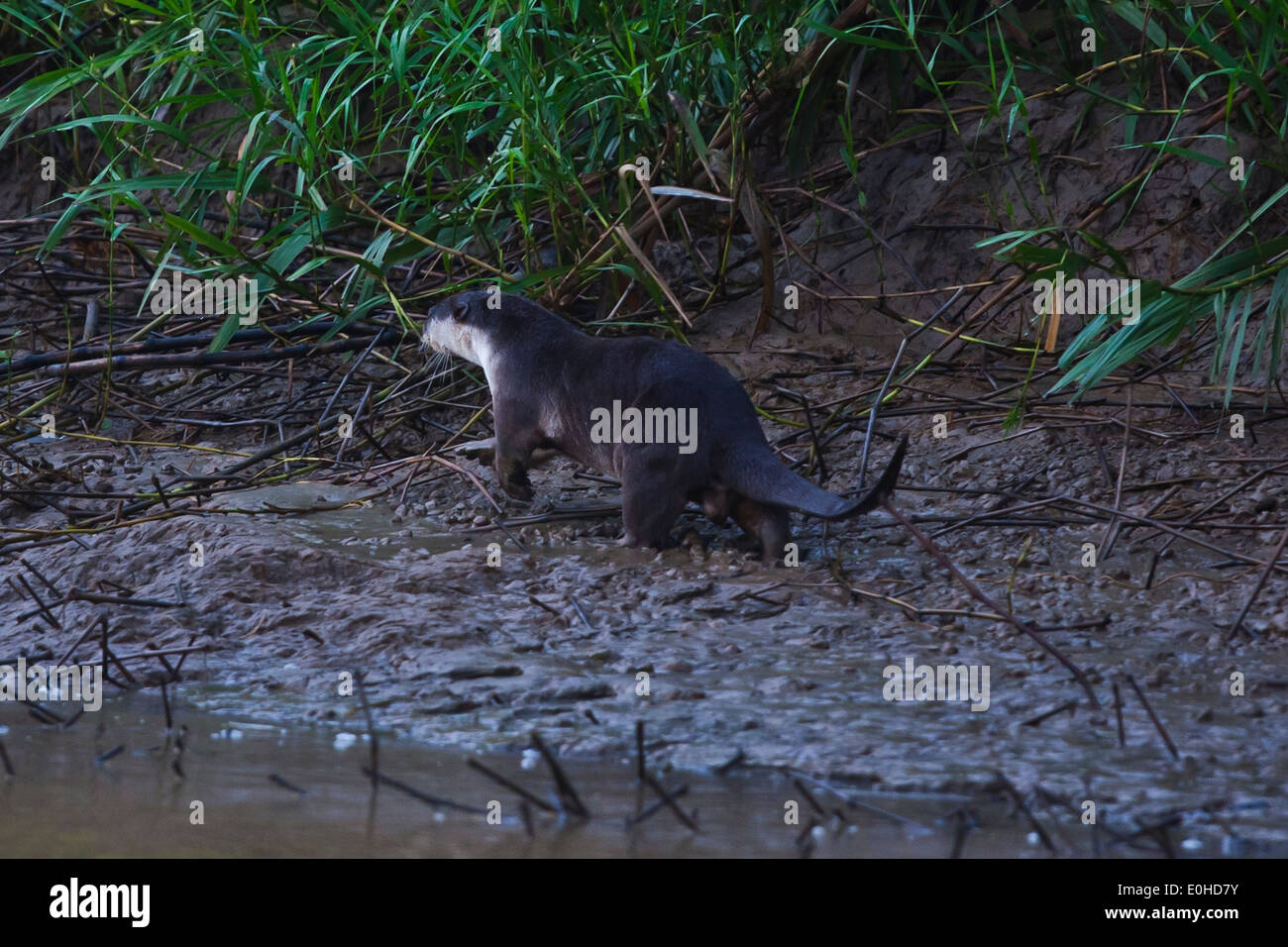 Un nez poilu la loutre de rivière (Lutra sumatrana) sur la rive de la rivière KINABATANGAN Wildlife Sanctuary - SABAH, Bornéo Banque D'Images