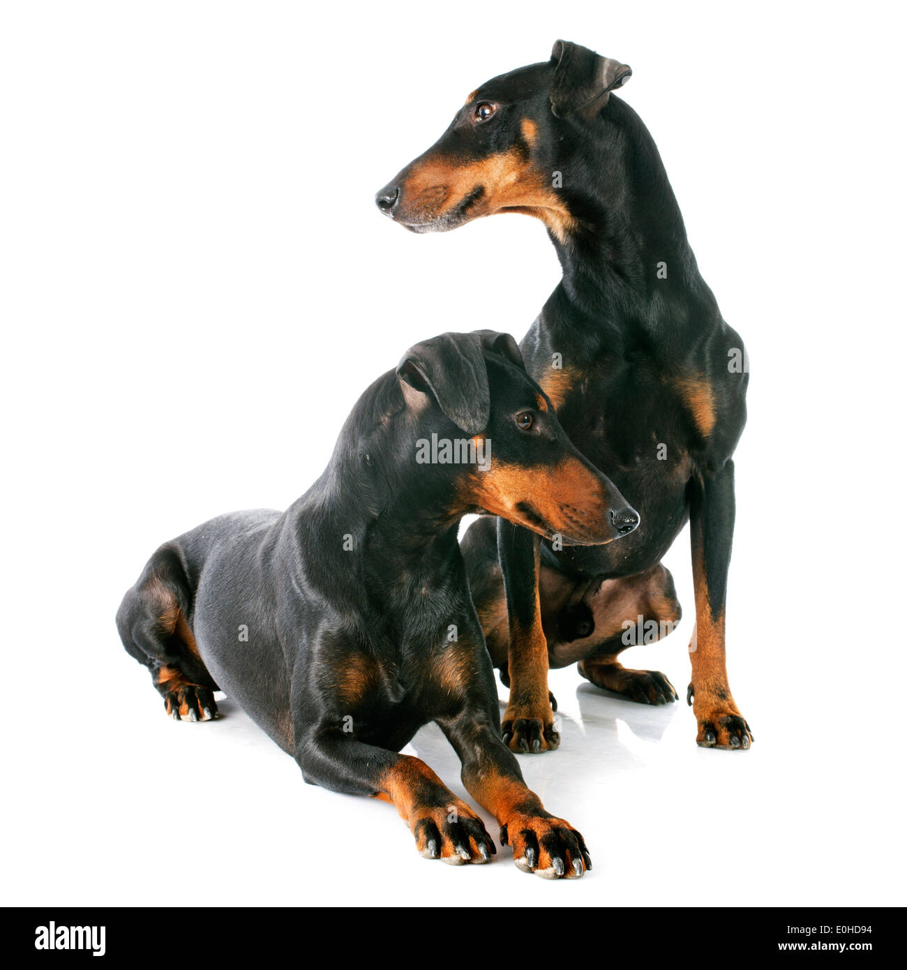 Manchester terrier in front of white background Banque D'Images