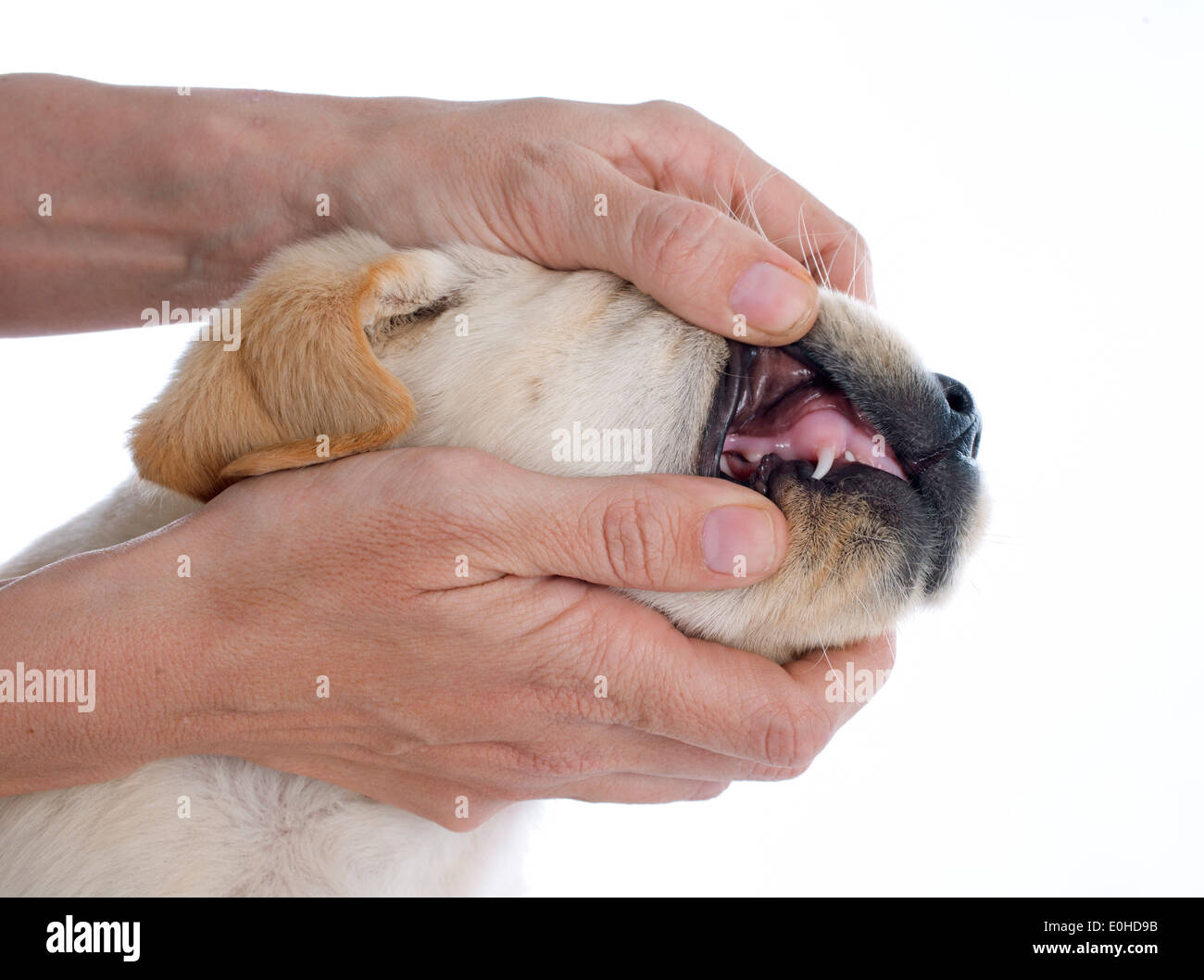 Chiot de race labrador retriever dans un studio Banque D'Images Chiot de race labrador retriever dans un studio Banque D'Images