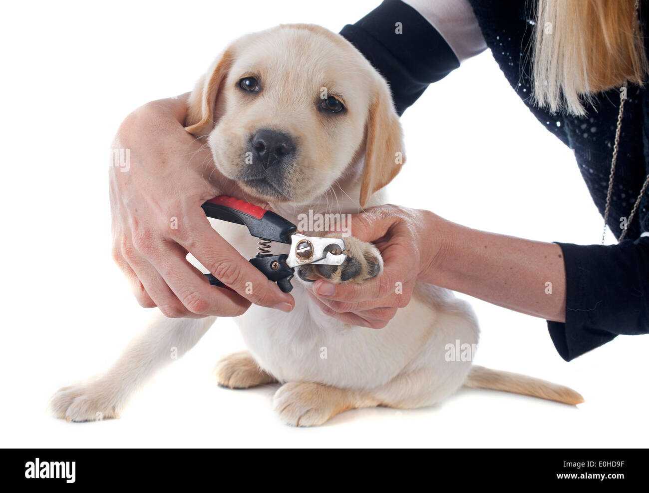 Chiot de race labrador retriever dans un studio Banque D'Images Chiot de race labrador retriever dans un studio Banque D'Images