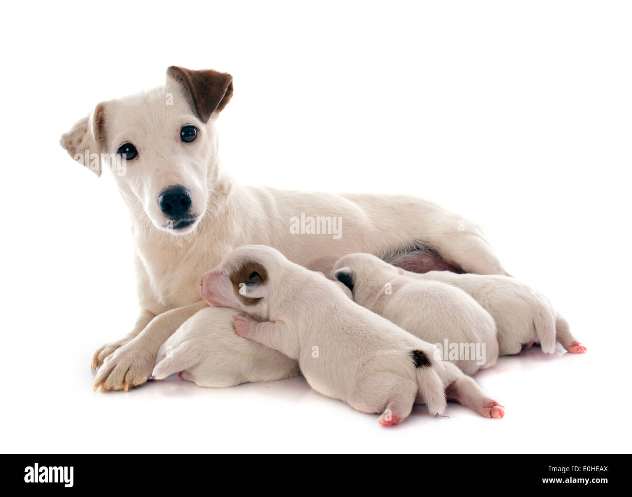 Des Profils Et Des Chiots Jack Russel Terrier En Studio Photo Stock Alamy Des Profils Et Des Chiots Jack Russel Terrier En Studio Photo Stock Alamy