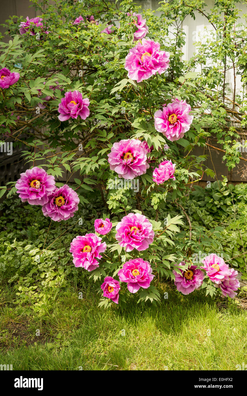 Pivoine rose double bush. Banque D'Images
