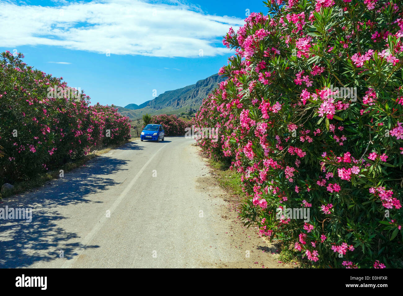 Petite voiture bleue sur la route étroite bordée de buissons et de fleurs rouges Banque D'Images