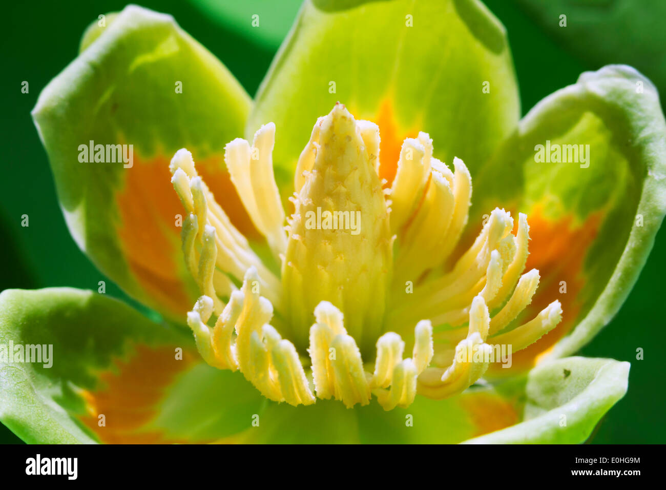 Tulipier américain (Liriodendron tulipifera) fleur, Lilburn, Géorgie, USA Banque D'Images