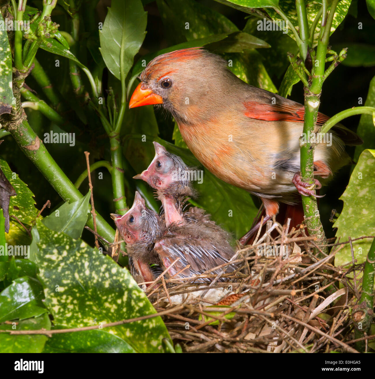 Femme Cardinal Rouge Cardinalis Cardinalis Pres Du Nid Avec Les Oisillons Photo Stock Alamy Femme Cardinal Rouge Cardinalis Cardinalis Pres Du Nid Avec Les Oisillons Photo Stock Alamy