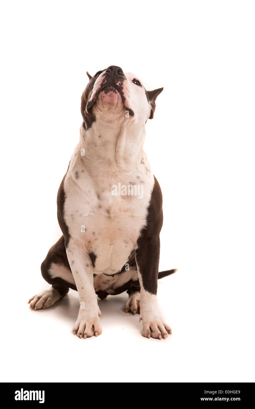 Un Bebe American Staffordshire Terrier Posant Isole Sur Fond Blanc Photo Stock Alamy Un Bebe American Staffordshire Terrier Posant Isole Sur Fond Blanc Photo Stock Alamy