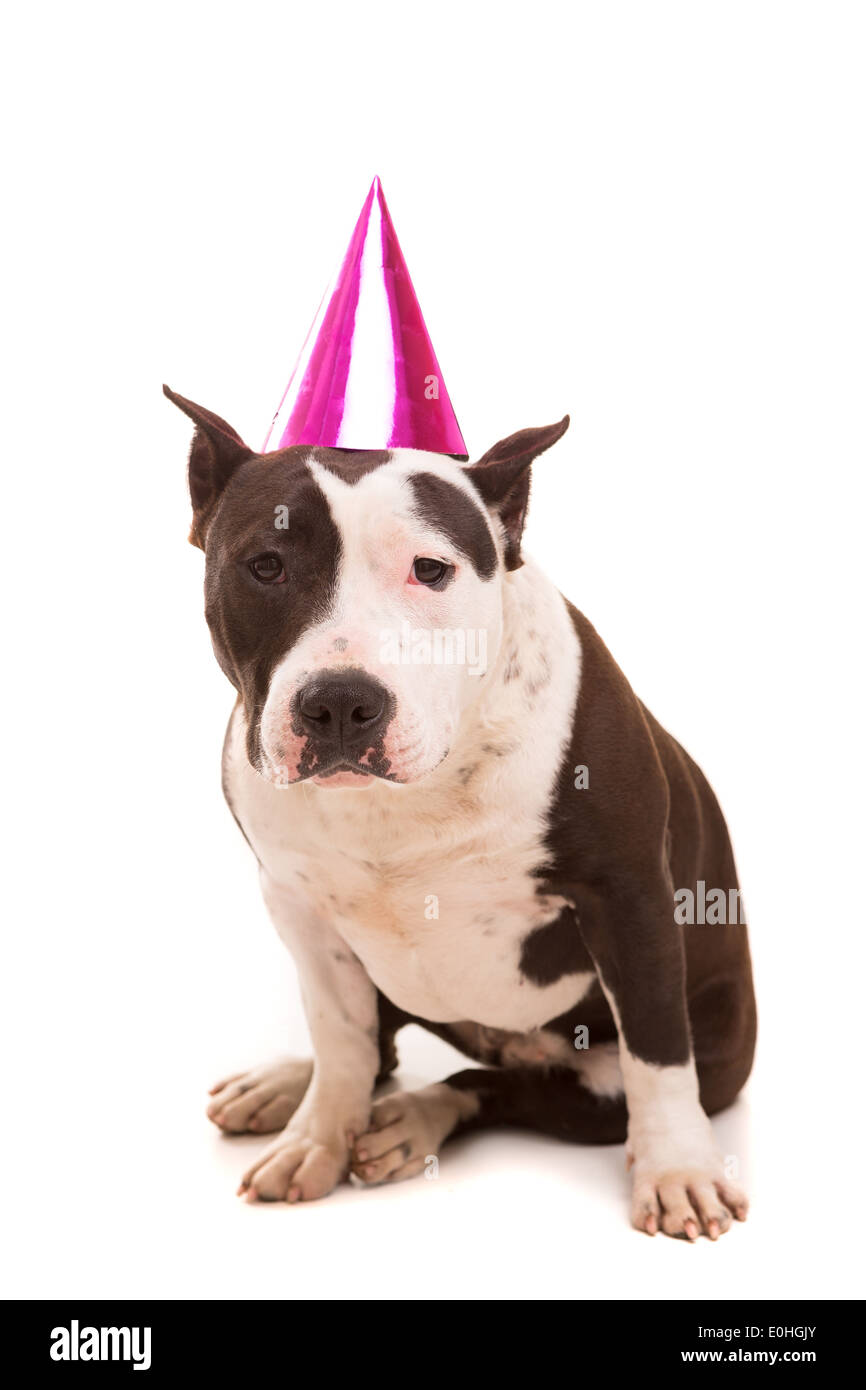 American Staffordshire Terrier bébé portant un chapeau de fête Banque D'Images