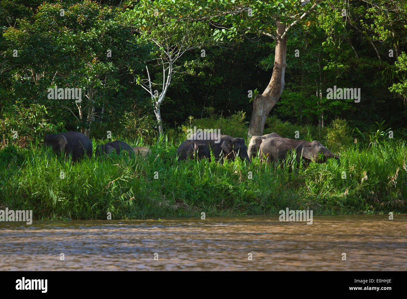 Orang éléphants pygmées mangent de l'herbe le long de la berge de la rivière KINABATANGAN SANCTUARY - Bornéo Banque D'Images