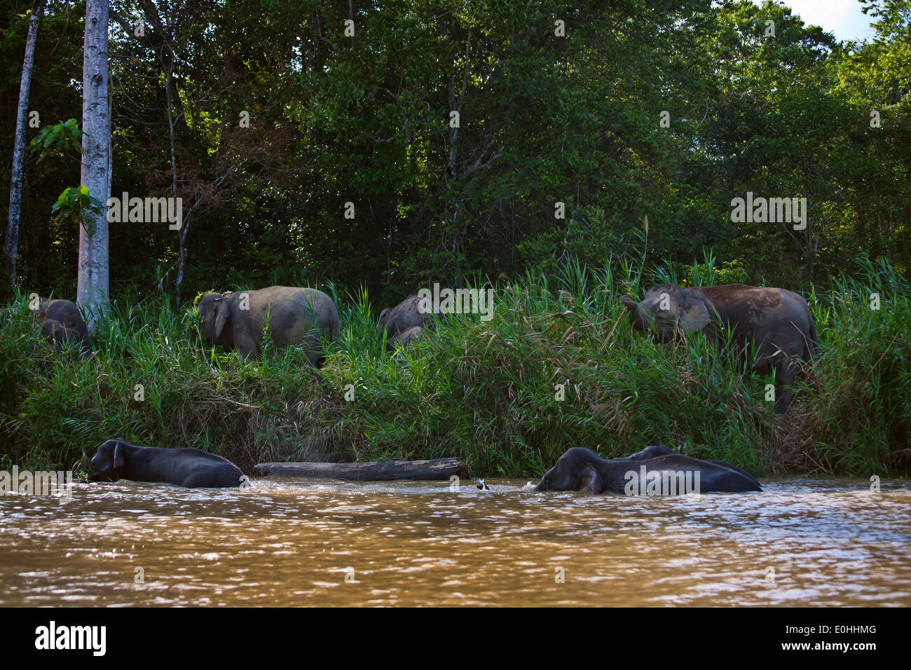 Orang éléphants pygmées mangent de l'herbe le long de la berge de la rivière KINABATANGAN SANCTUARY - Bornéo Banque D'Images