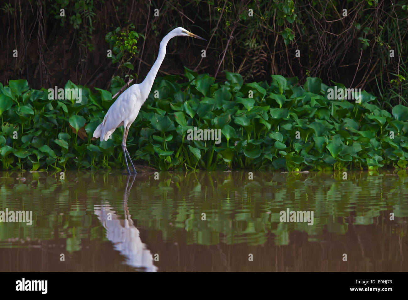 Un super EGRIT (Ardea alba) chasse le long des berges de la rivière KINABATANGAN Wildlife Sanctuary - SABAH, Bornéo Banque D'Images