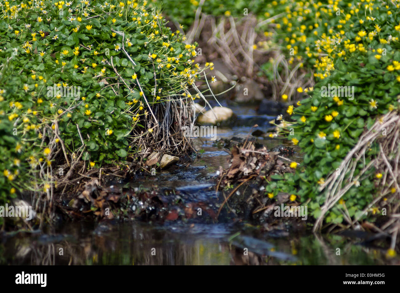 Une mini rivière bordée de fleurs jaunes Banque D'Images