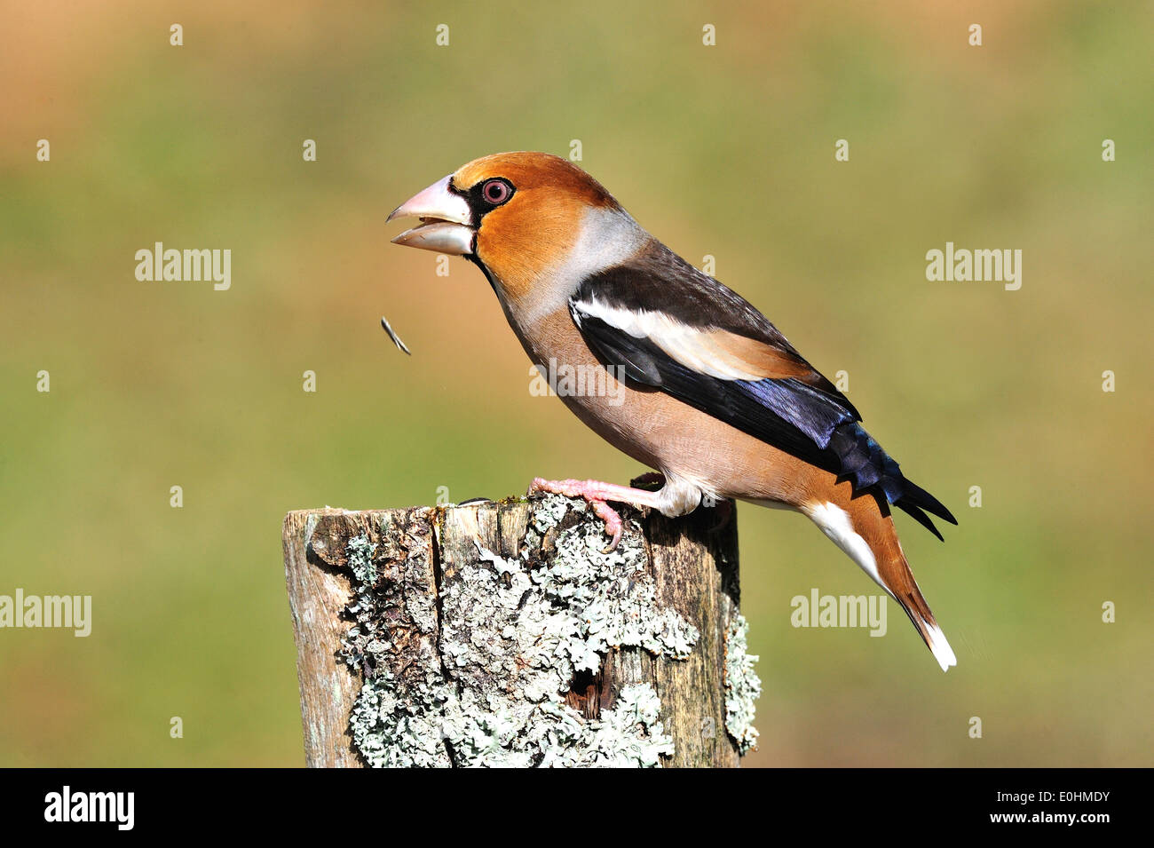 Kernbeißer (Coccothraustes coccothraustes Hawfinch) • Ostalbkreis, Bade-Wurtemberg, Allemagne Banque D'Images