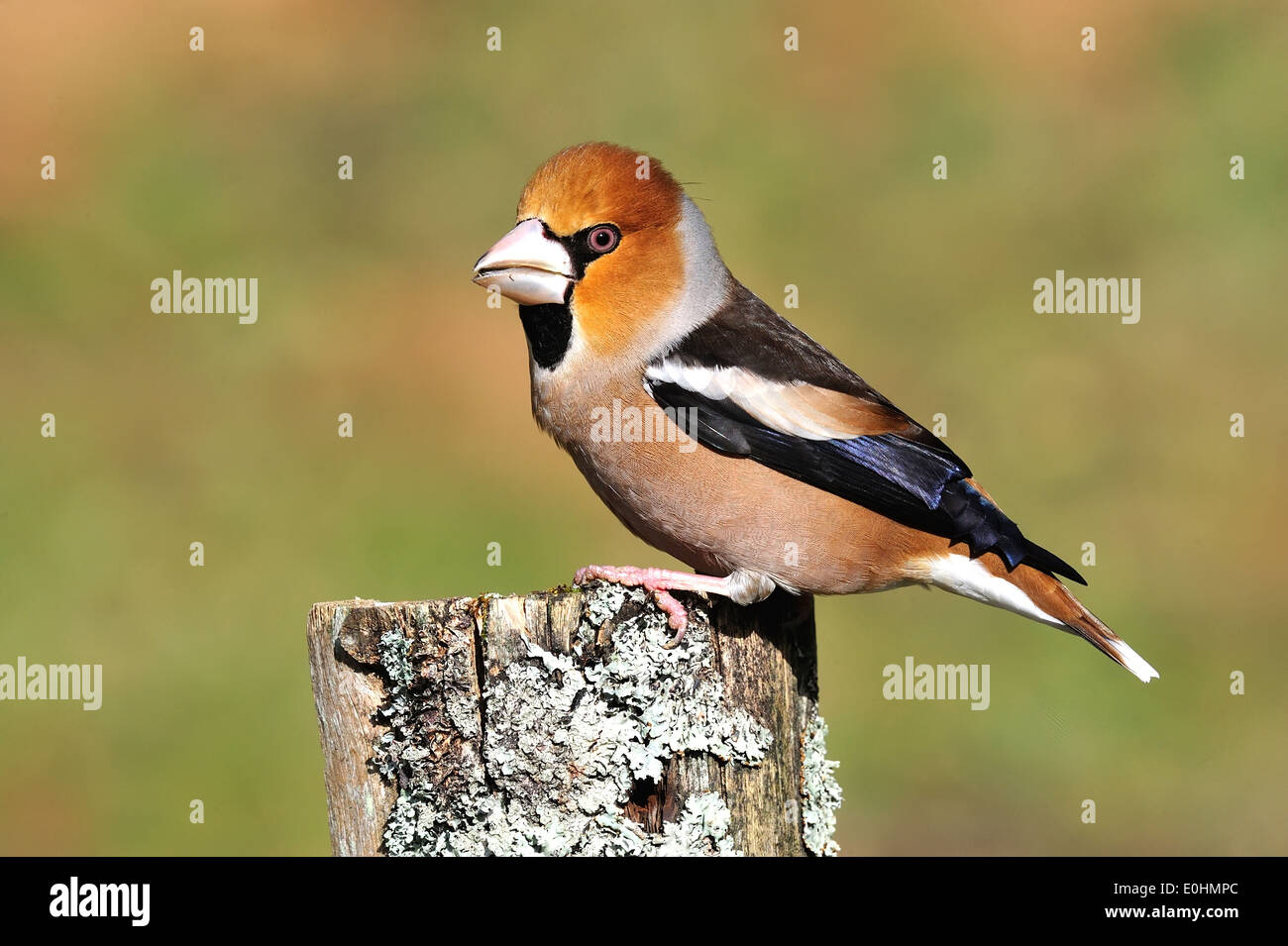 Kernbeißer (Coccothraustes coccothraustes Hawfinch) • Ostalbkreis, Bade-Wurtemberg, Allemagne Banque D'Images