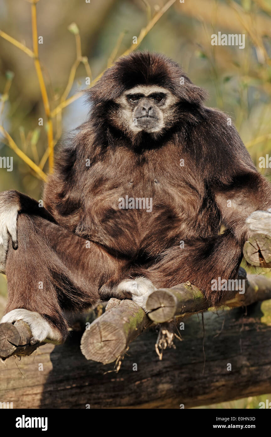 Les mains blanches ou gibbon lar Gibbon (Hylobates lar) Banque D'Images