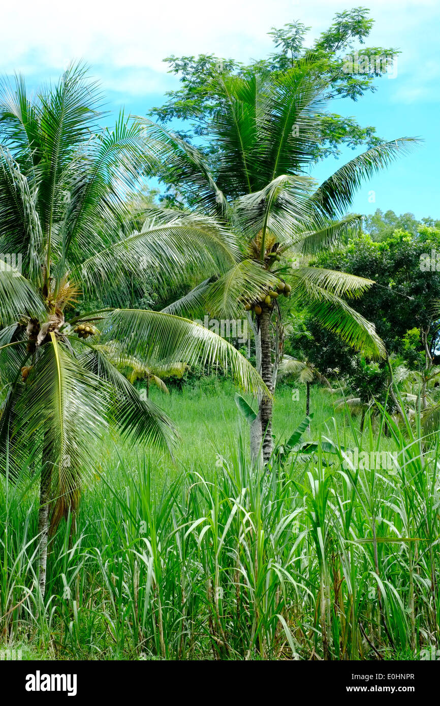 Paysage tropical luxuriant de palmiers et plantes vertes est de Java en Indonésie Banque D'Images Paysage tropical luxuriant de palmiers et plantes vertes est de Java en Indonésie Banque D'Images