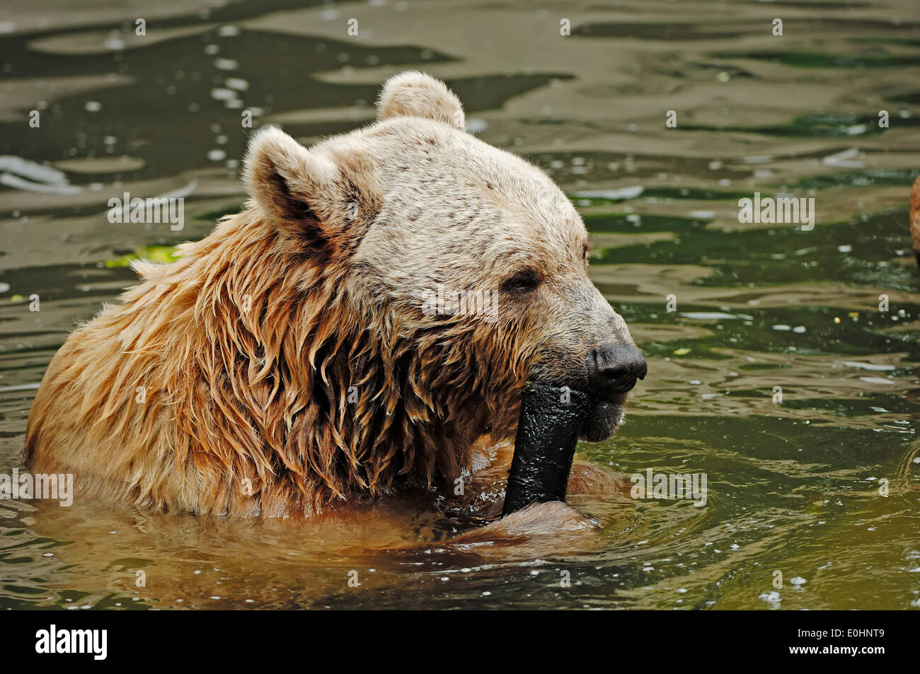 République Brown Bear (Ursus arctos syriacus) Banque D'Images