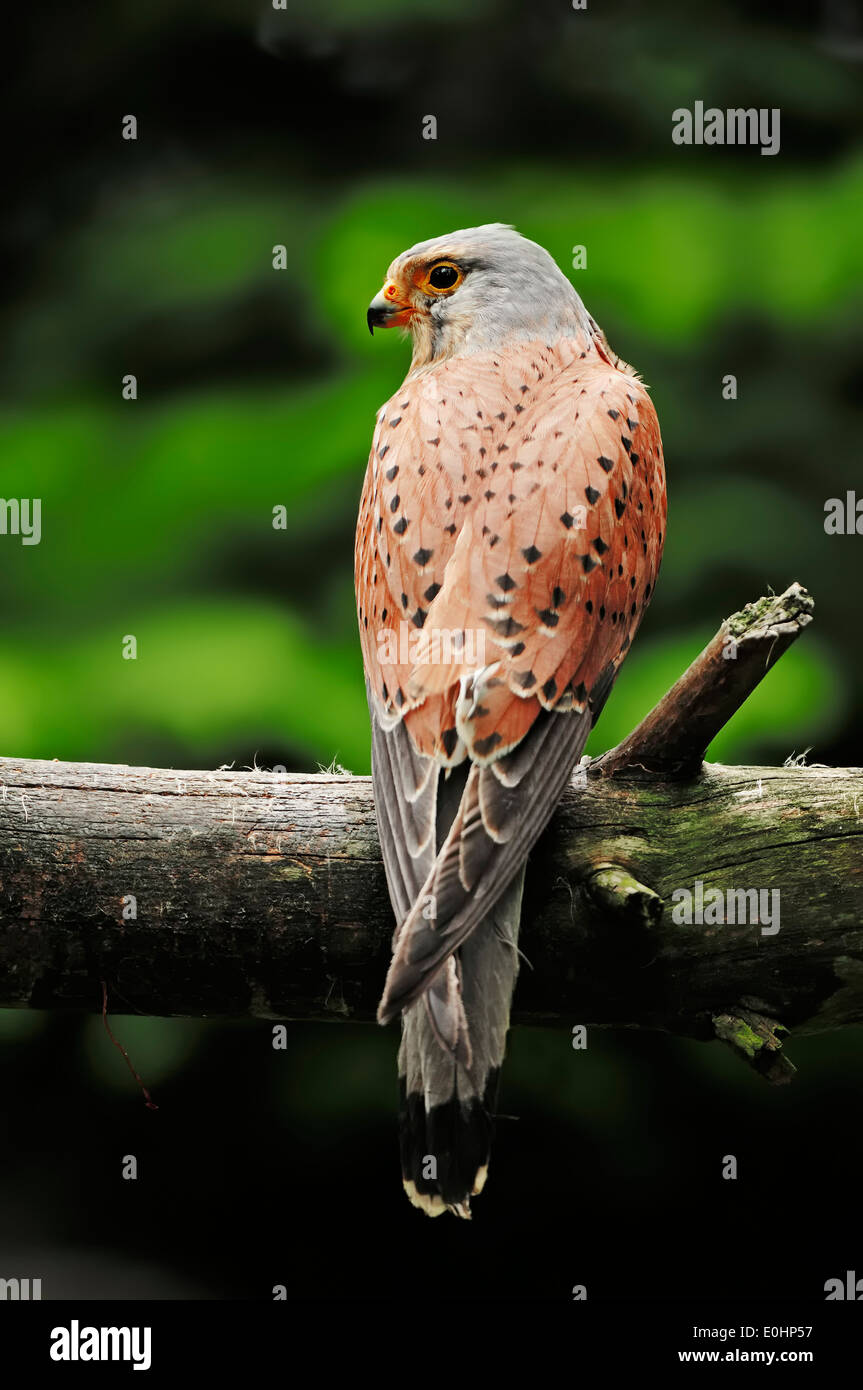 Faucon crécerelle, Kestrel eurasiennes ou crécerelle (Falco tinnunculus) , homme, Rhénanie du Nord-Westphalie, Allemagne Banque D'Images