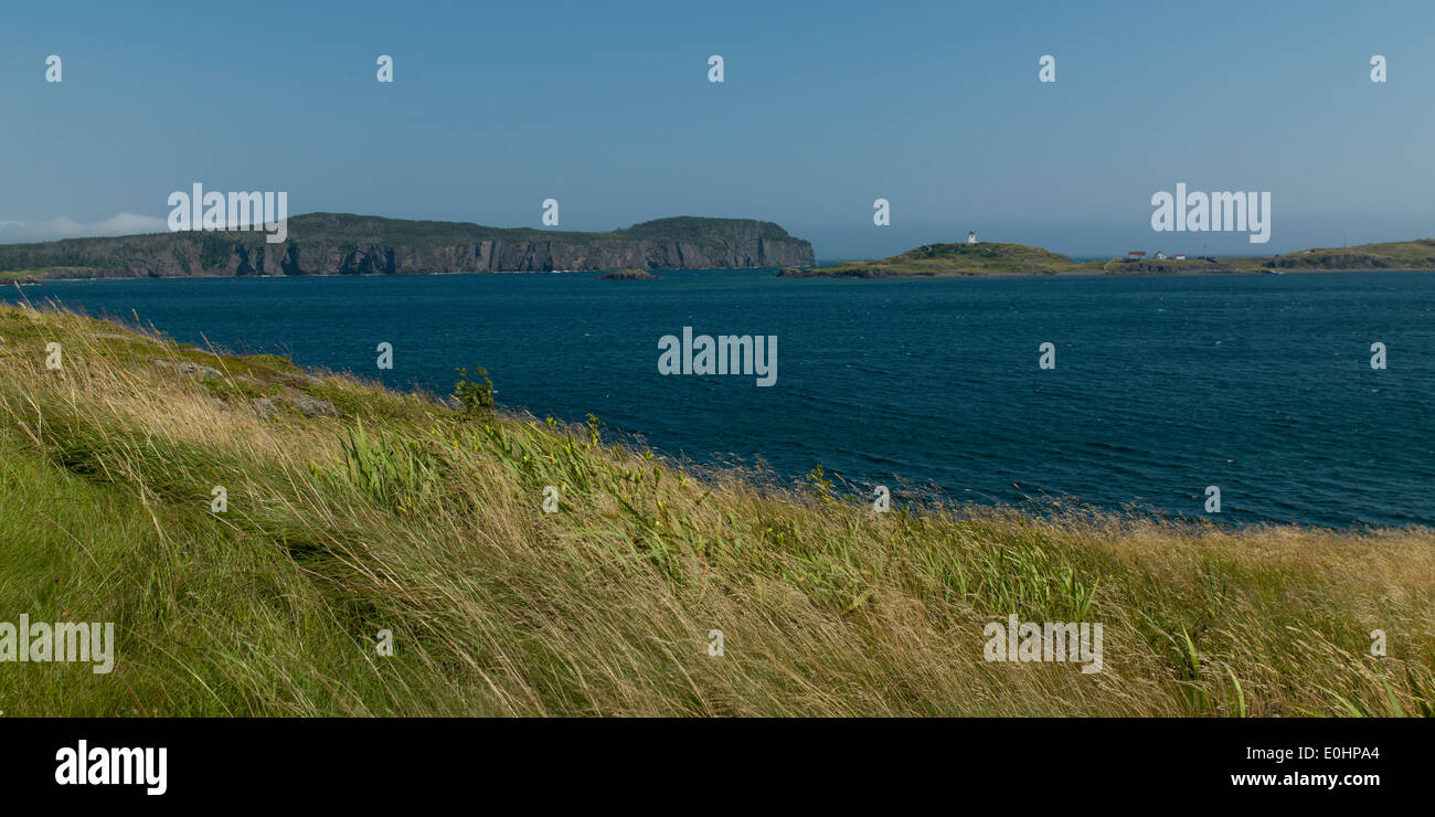 L'herbe le long de la côte, Trinité, Trinity Bay, la péninsule de Bonavista, Terre-Neuve et Labrador, Canada Banque D'Images