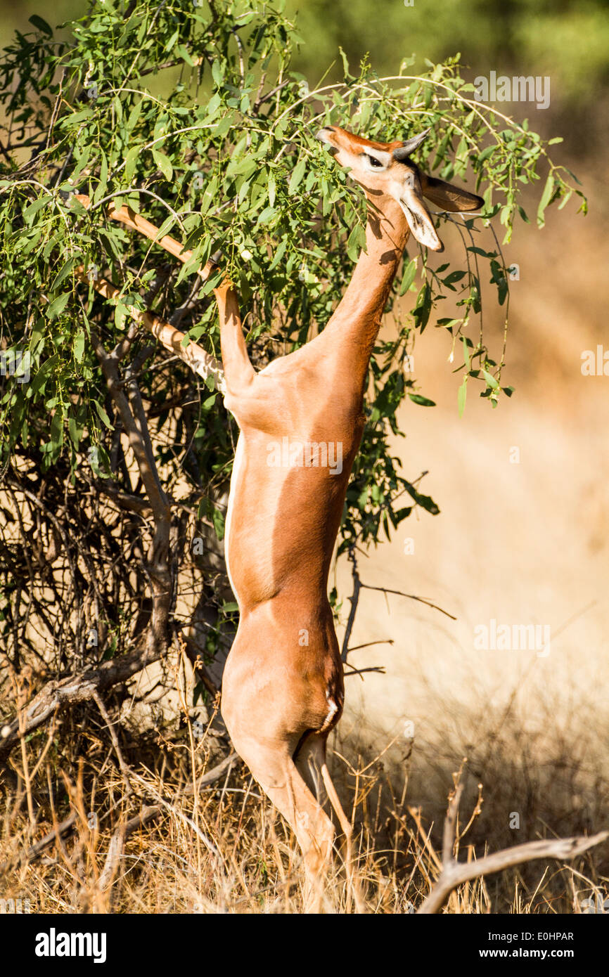 Gerenuk (Litocranius walleri), AKA Gazelle girafe de manger les feuilles d'un arbre photographié dans la réserve nationale de Samburu, Kenya, Banque D'Images