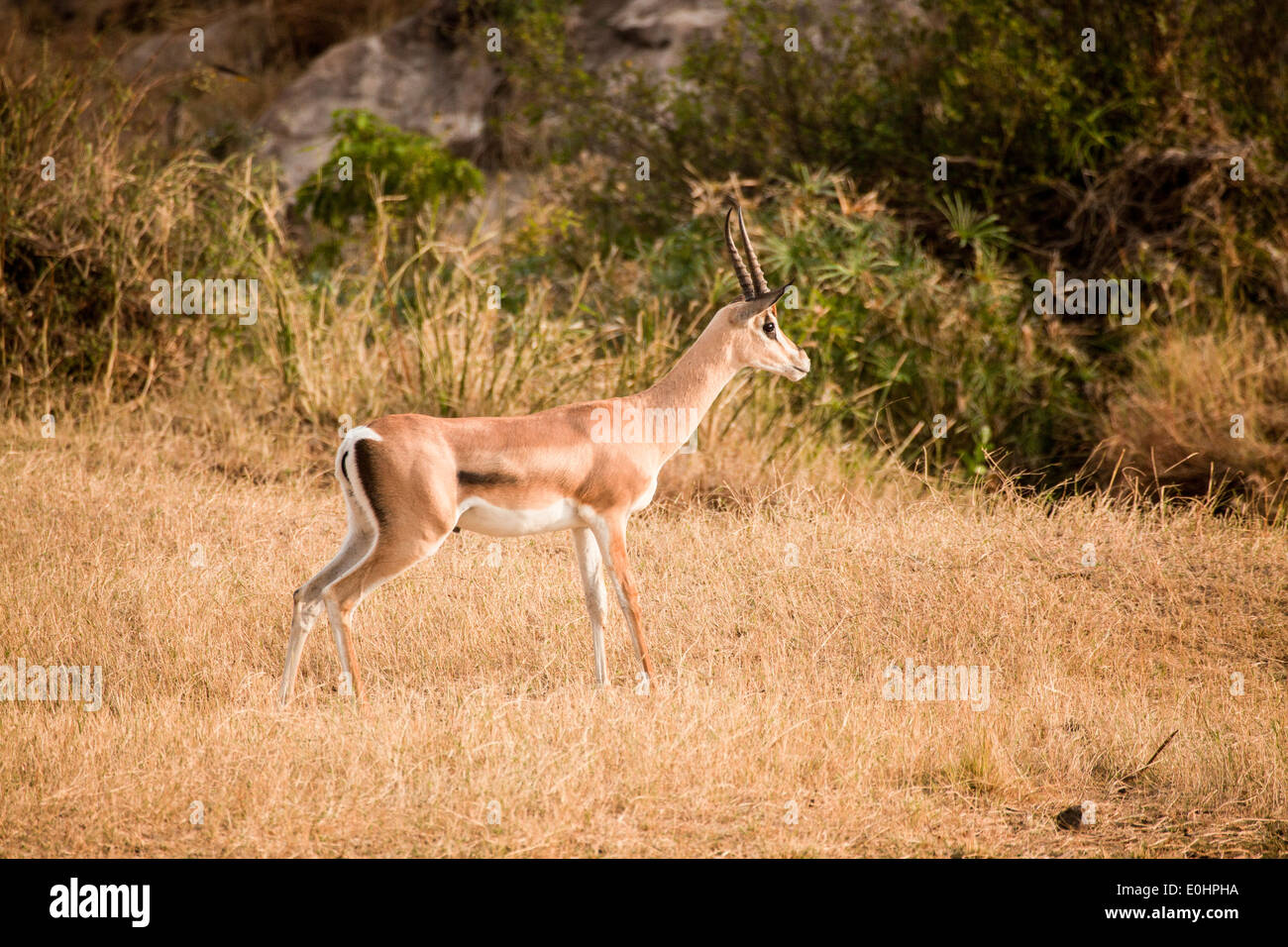 La gazelle de Grant (Nanger granti). Photographié en Tanzanie Banque D'Images