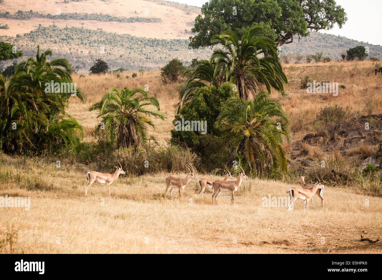 La gazelle de Grant (Nanger granti). Photographié en Tanzanie Banque D'Images