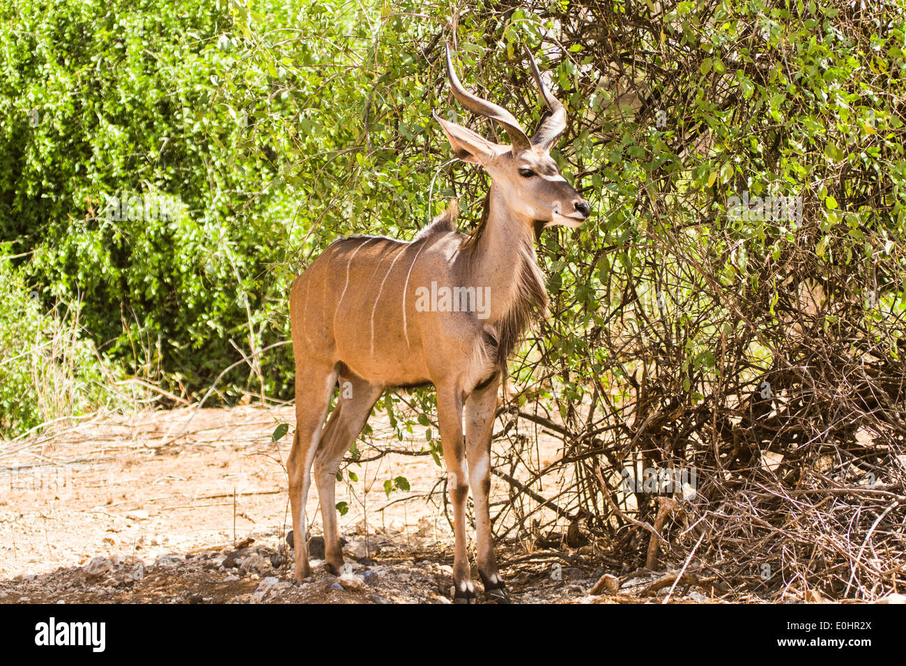 Homme grand koudou (Tragelaphus strepsiceros). Banque D'Images