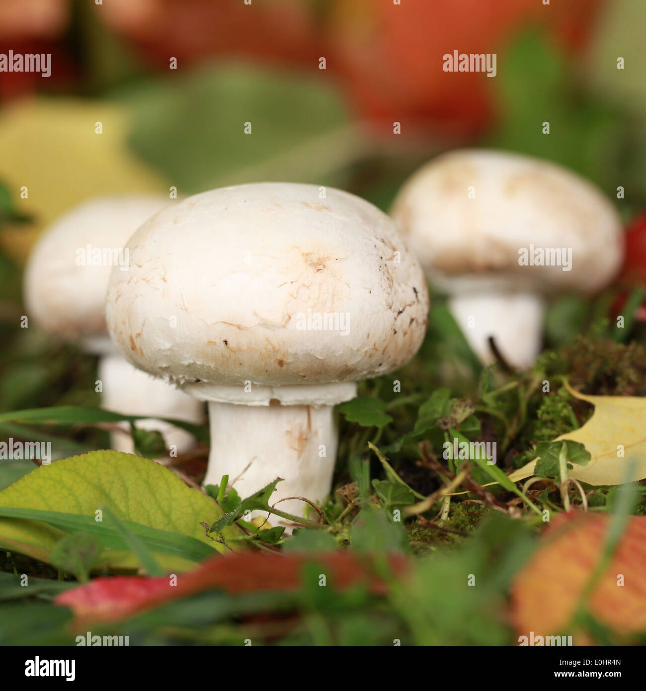 De plus en plus de champignons mûrs dans une forêt en automne Banque D'Images