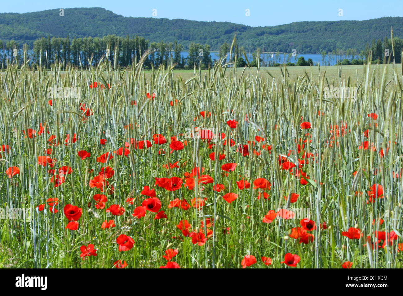 Allemagne, Eifel, près du Laacher See, champs, coquelicots, fleurs, Deutschland, Eifel, nahe Laacher See, Felder, Mohn, Blüten Banque D'Images