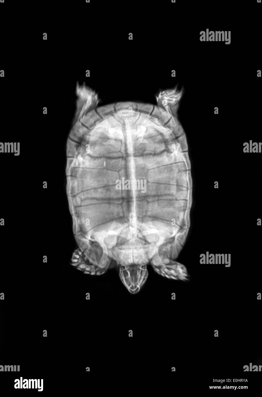 Spur-thighed Tortoise ou tortue grecque (Testudo graeca) sous x-ray vue supérieure Banque D'Images