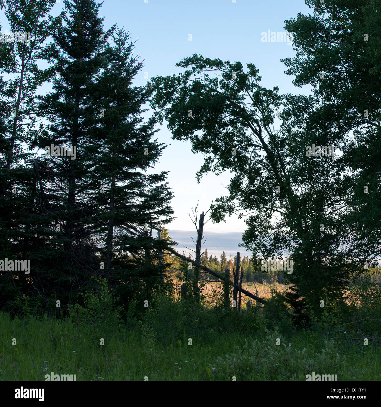 Arbres d'une forêt, camping du lac Audy, Parc national du Mont-Riding, Manitoba, Canada Banque D'Images