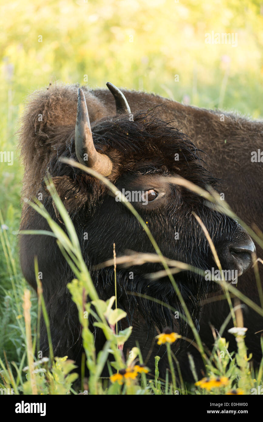 Close-up d'un bison, camping du lac Audy, Parc national du Mont-Riding, Manitoba, Canada Banque D'Images