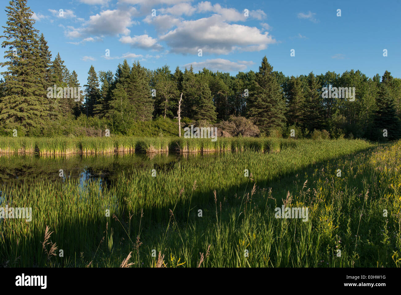 Dans un marais, marais de camping du lac Audy, Parc national du Mont-Riding, Manitoba, Canada Banque D'Images