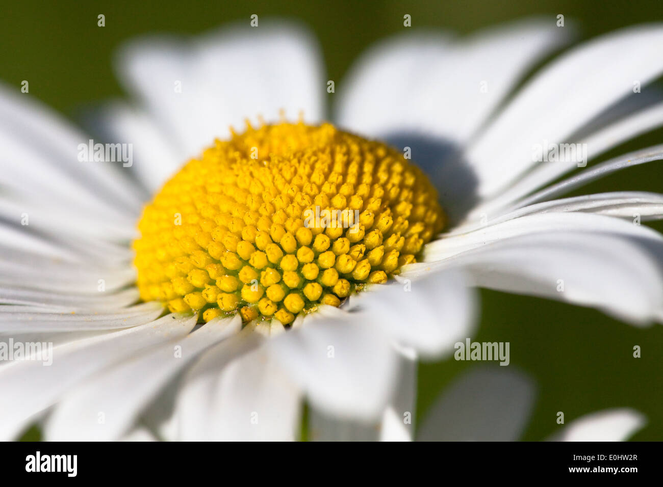 Margerite oxeye daisy - Blanc Banque D'Images