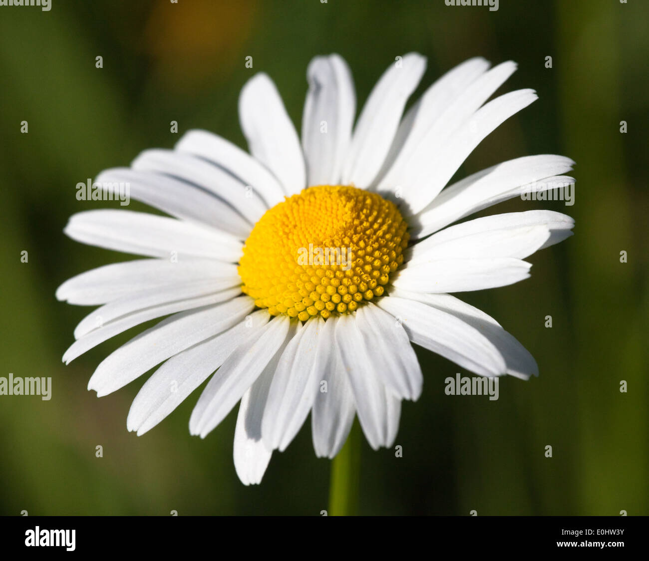 Margerite oxeye daisy - Blanc Banque D'Images