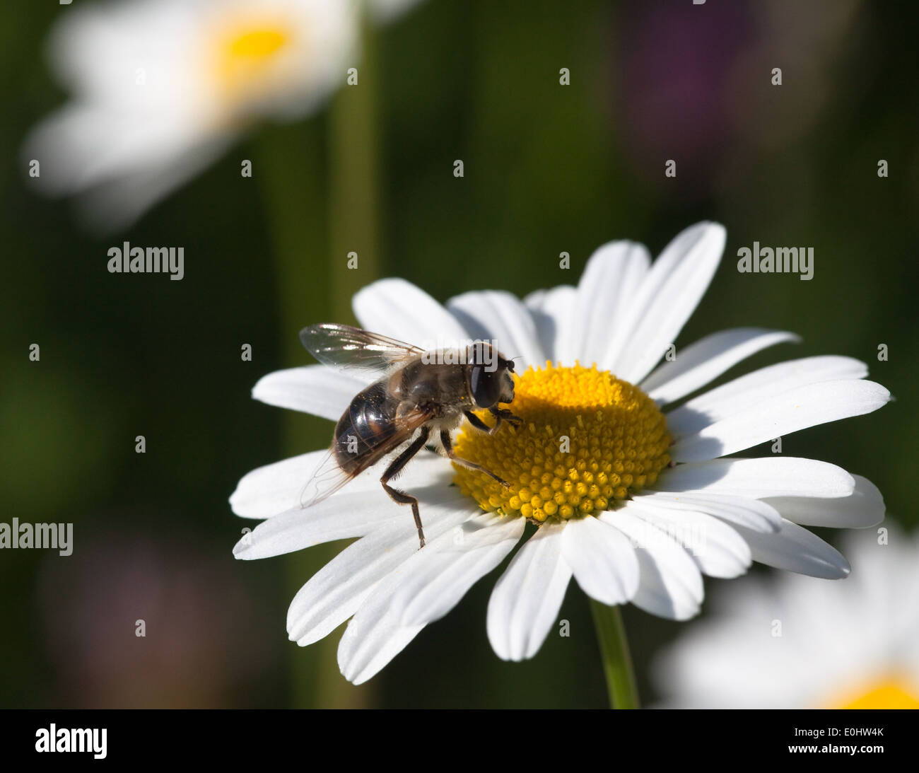 Margerite oxeye daisy - Blanc Banque D'Images