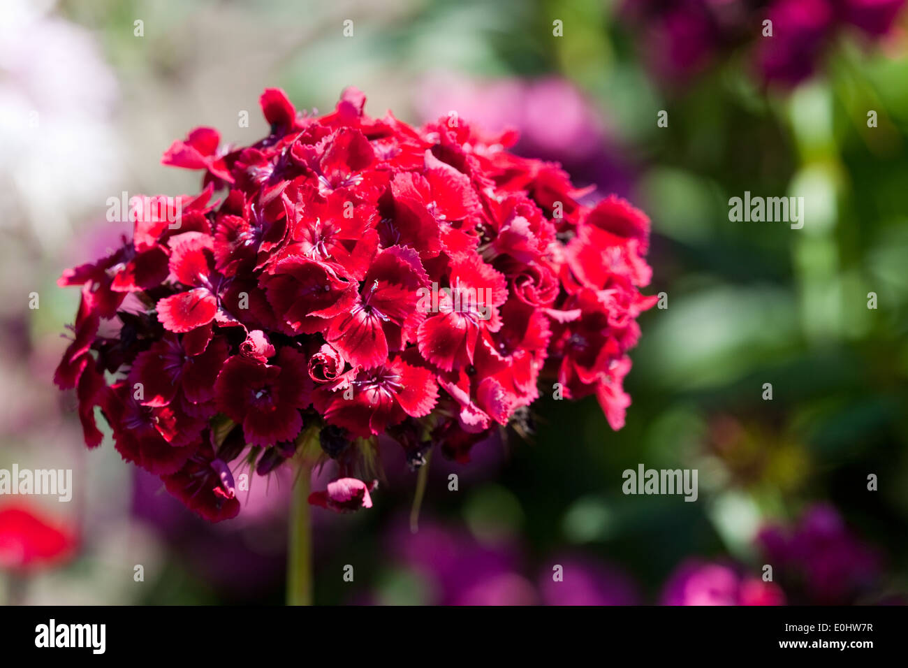 Bartnelke, (Dianthus barbatus), DIE GARTEN TULLN 2009 - Sweet William, (Dianthus barbatus) Banque D'Images