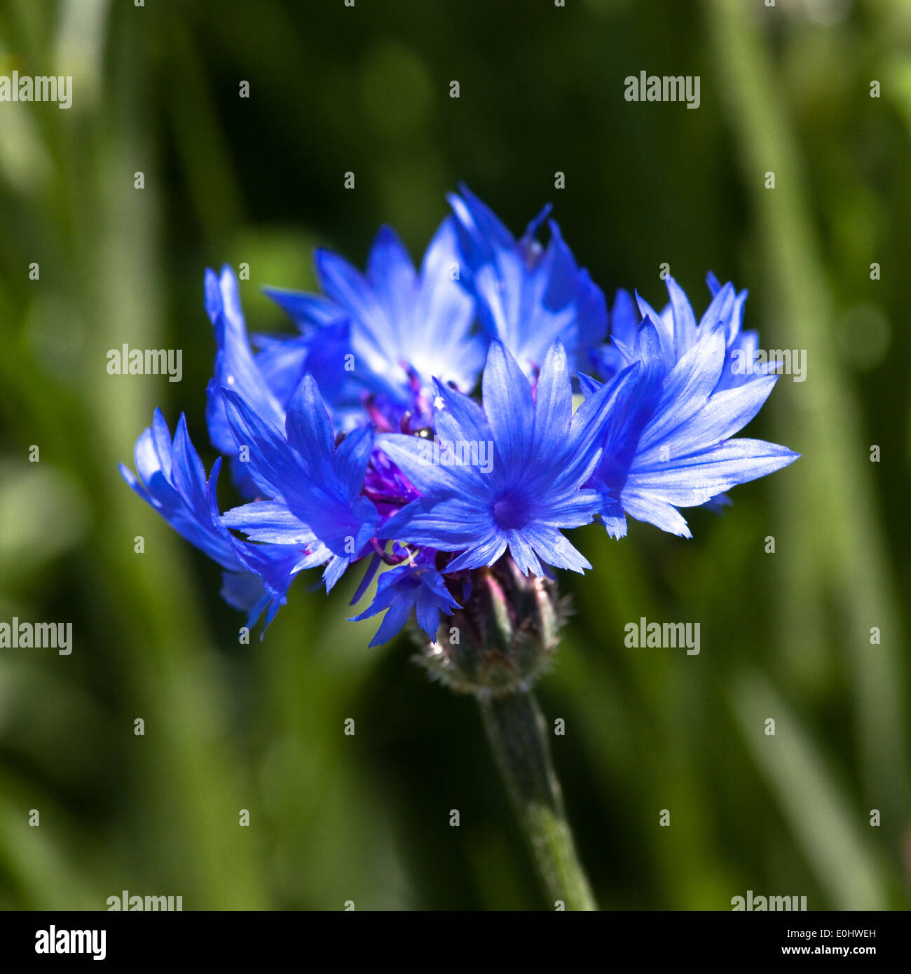 Kornblume (Centaurea cyanus), DIE GARTEN TULLN 2009 - bleuet (Centaurea cyanus) Banque D'Images