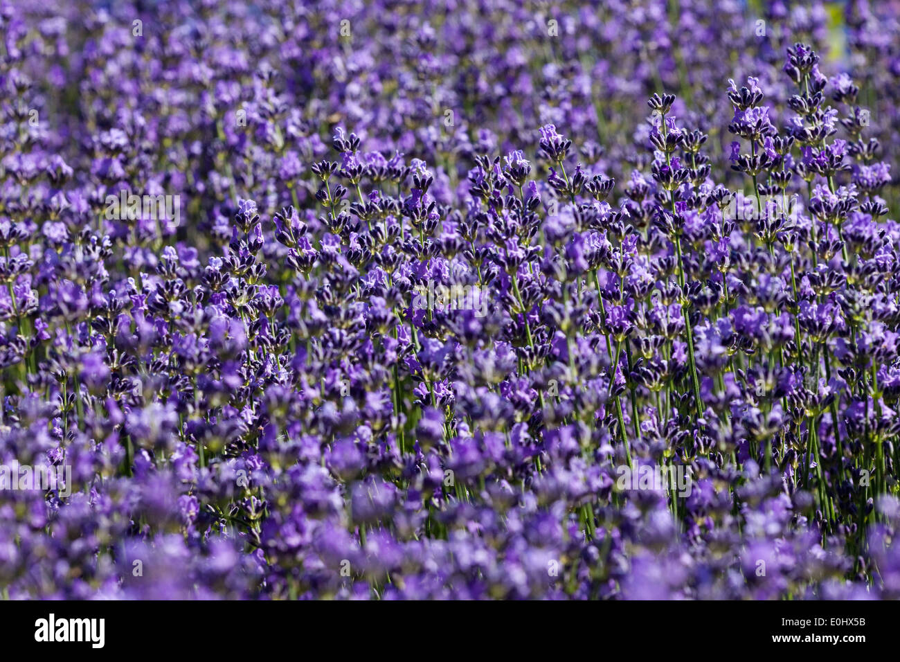 Bluehender Lavendel, DIE GARTEN TULLN 2009 - Lavande en fleurs Banque D'Images
