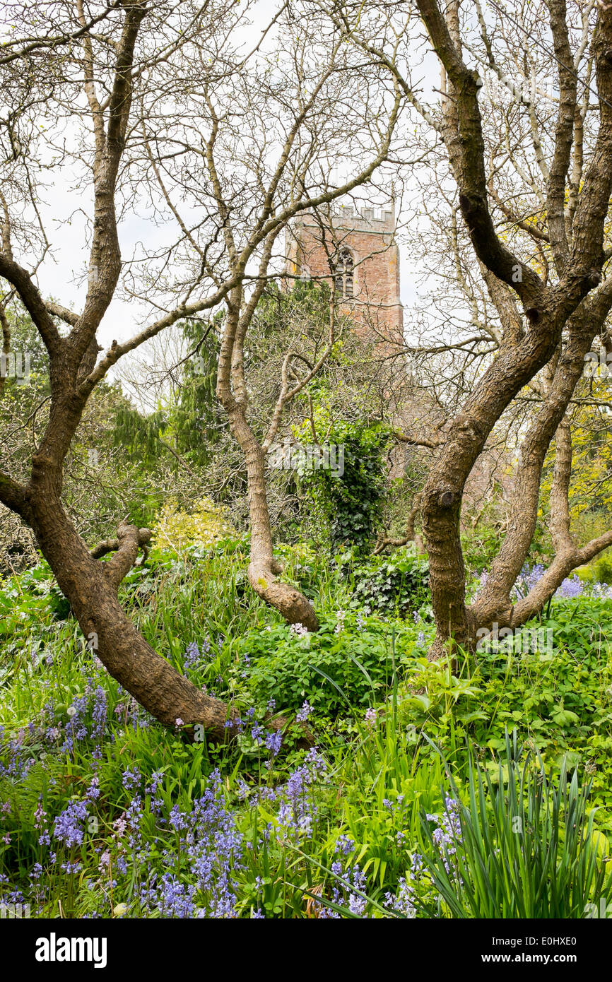 Rameaux d'un arbre, entouré de jacinthes, en vue de l'église du prieuré de St George, Dunster, Devon, Angleterre, derrière. Banque D'Images