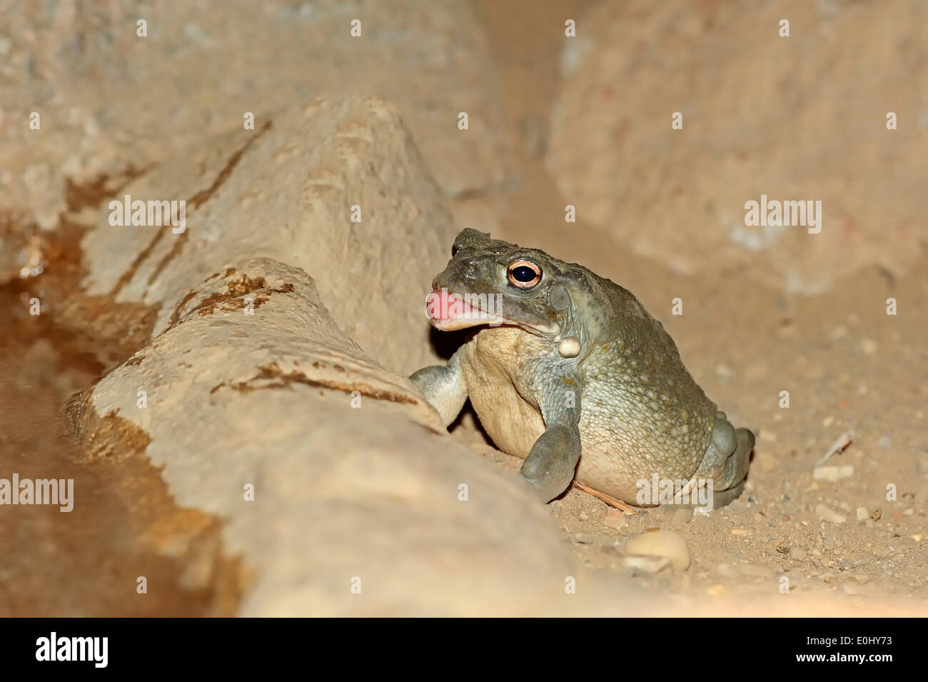 Colorado River Toad ou désert de Sonora (Bufo alvarius) Banque D'Images