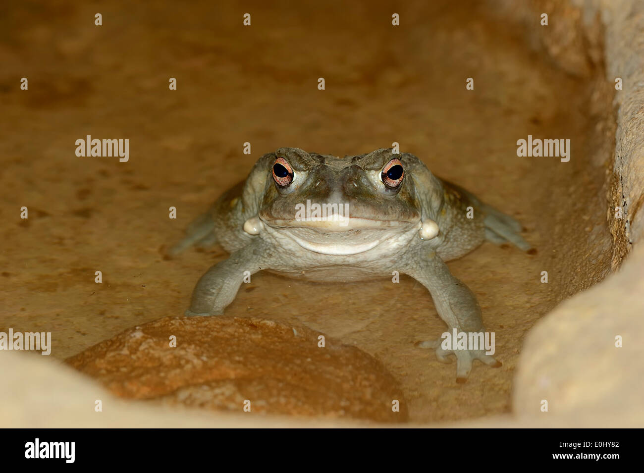 Colorado River Toad ou désert de Sonora (Bufo alvarius) Banque D'Images