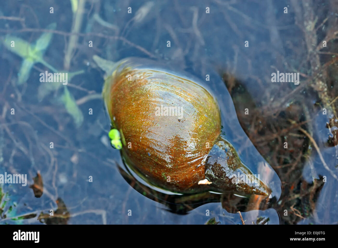 Grand Étang Snail (Lymnaea stagnalis), Nordrhein-Westfalen, Allemagne Banque D'Images