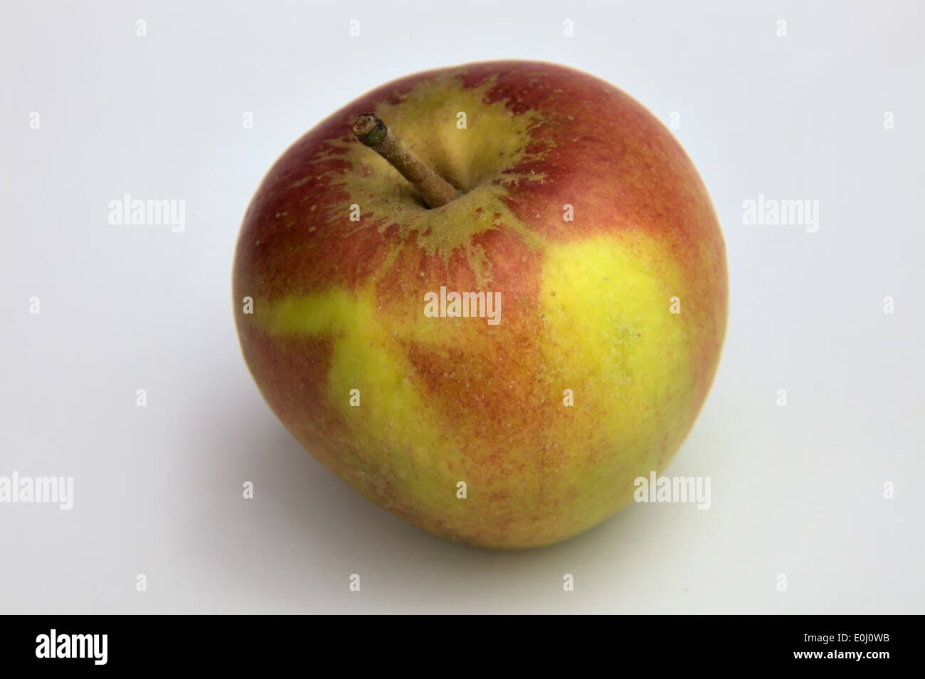 Pommes - Malus domestica 'Reine' Cox - Fond blanc Banque D'Images