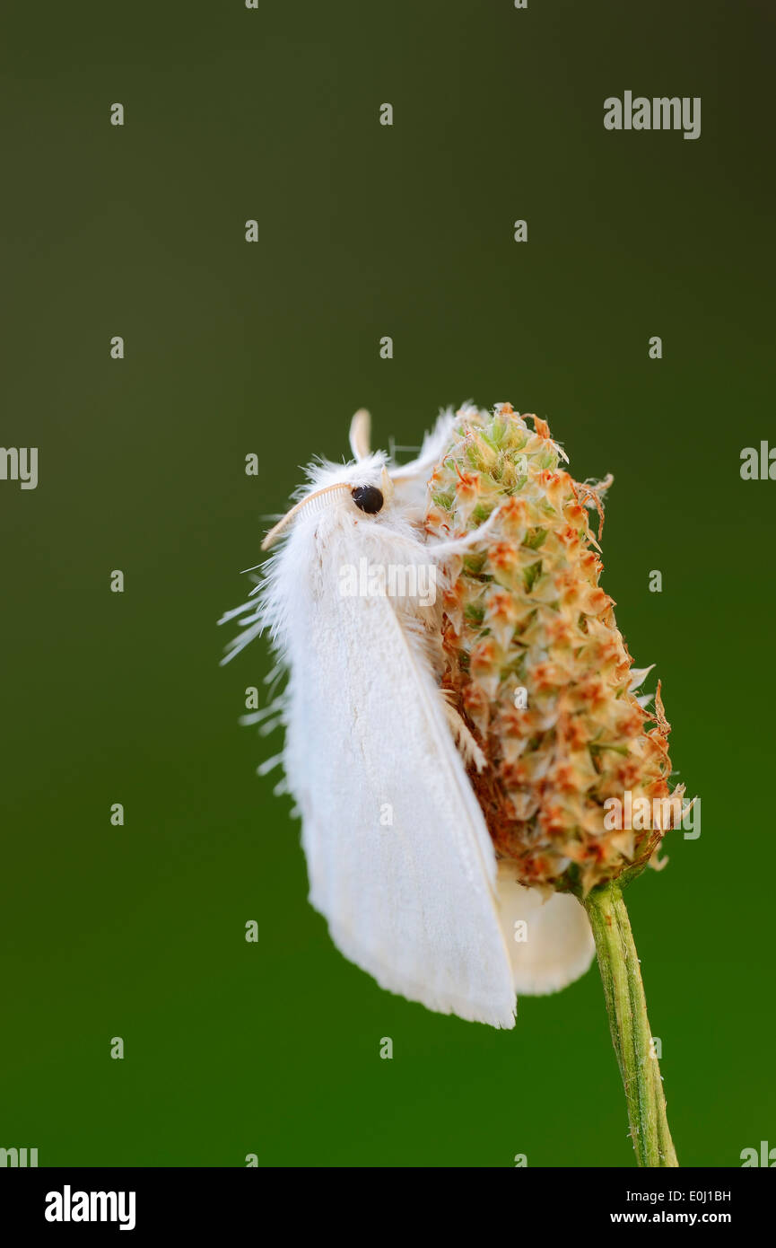 Papillon jaune-queue, Goldtail Moth ou Swan (Euproctis similis), Nordrhein-Westfalen, Allemagne Banque D'Images