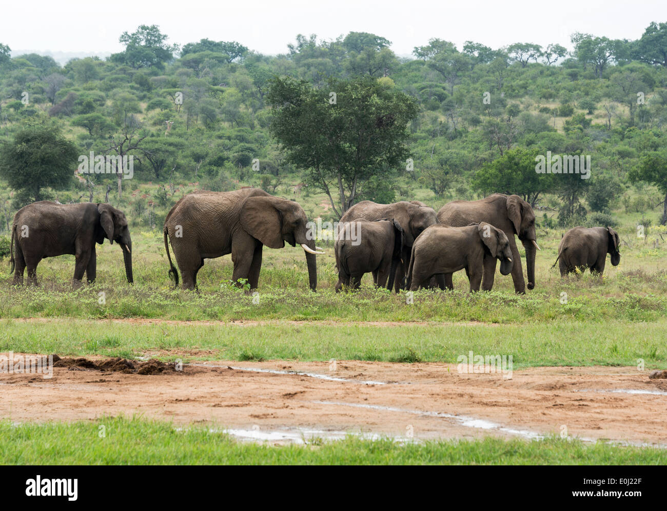 Groupe d'éléphants avec les jeunes dans la nature sauvage de l'Afrique du Sud Banque D'Images