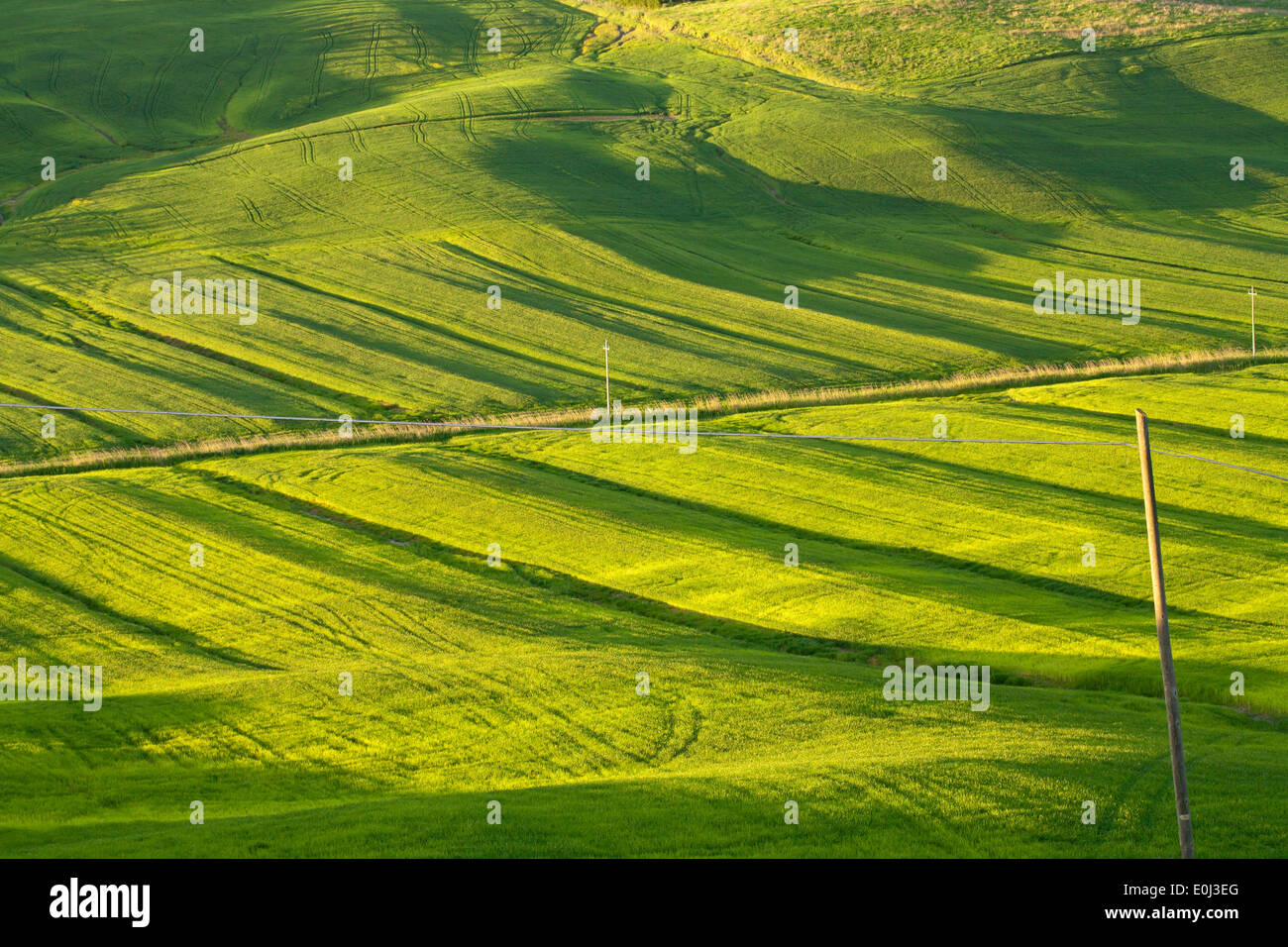 La campagne toscane, La Crete Senesi Italie. Le Grain. Banque D'Images