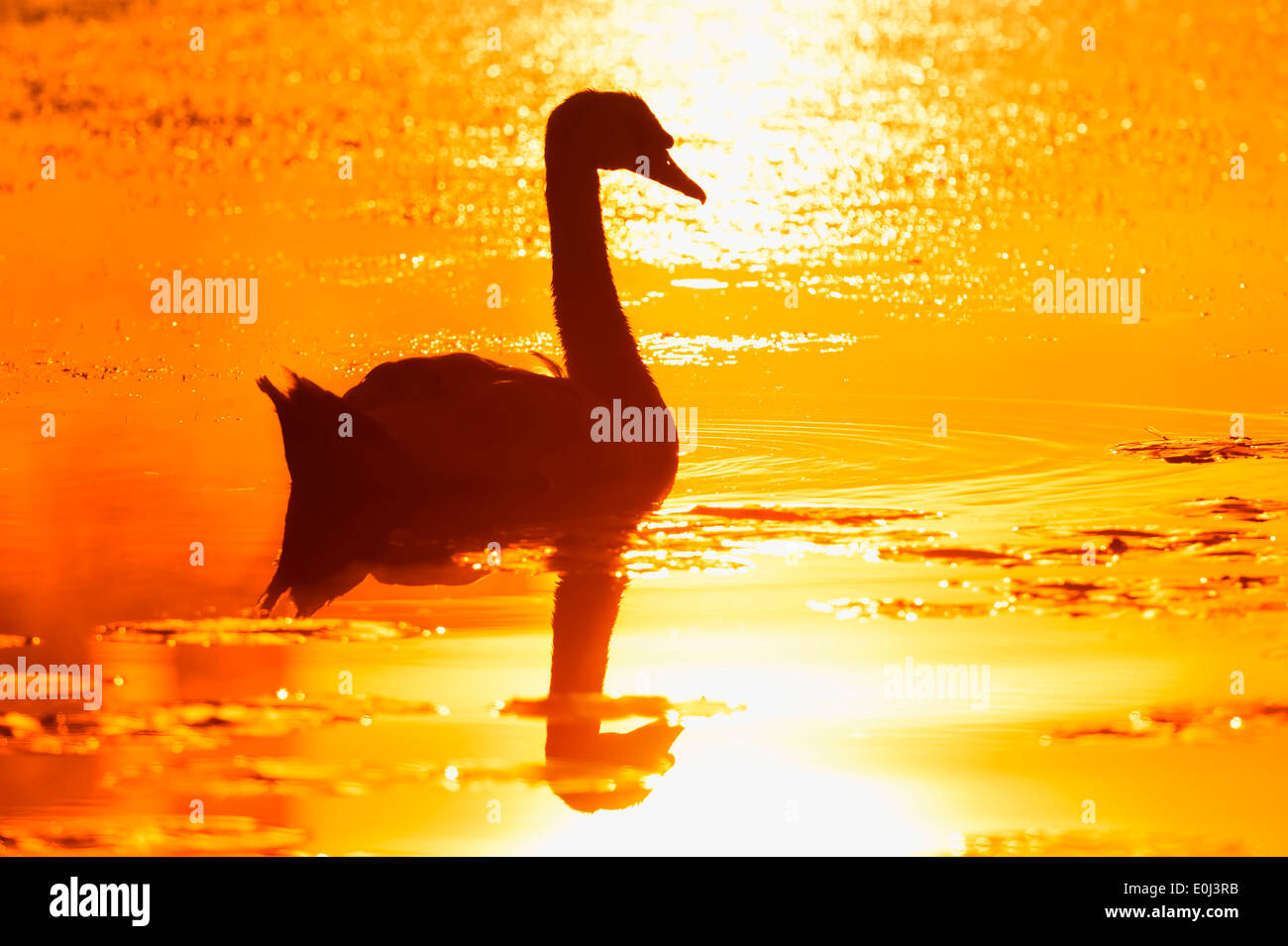 Mute Swan (Cygnus olor) au lever du soleil, en Rhénanie du Nord-Westphalie, Allemagne Banque D'Images